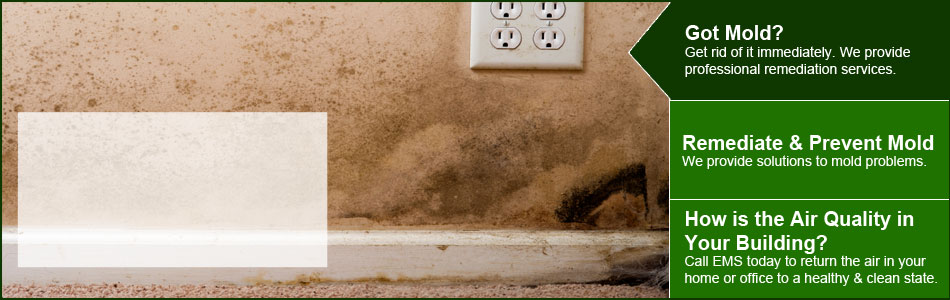 Got Mold? Get rid of it immediately. We provide professional remediation services.