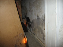 Indoor Mold | Can Mold Make Me Sick | Respiratory Problems