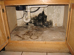 Mold in my home | indoor mold | mold removal | EMS