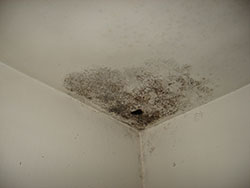 Mold Removal | Mold in my Home | Indoor Mold | Environmental Management Solutions, Inc.
