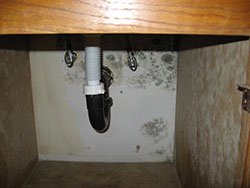 Mold Under Sink | Mold in My Home | Respiratory Problems