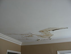 Stachybotrys | Aspergillosis | Aspergillus | Black Toxic Mold | Toxic Mold | Mold in my Home
